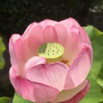 永代供養墓のある法泉寺さんに蓮の花